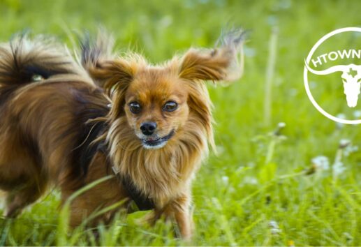 The Top 5 Dog Boarding Kennels in Houston