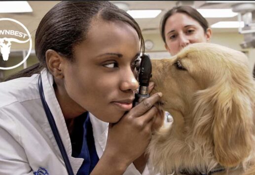 The Top 5 Veterinarian Services In Houston