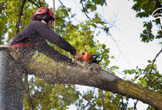 The Top 5 Arborists In Houston