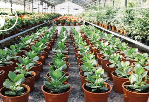 The Top 5 Green Thumb-Approved Nurseries in Houston