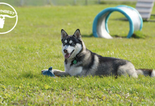 Barking Good Fun The Top 8 Dog Parks in Houston