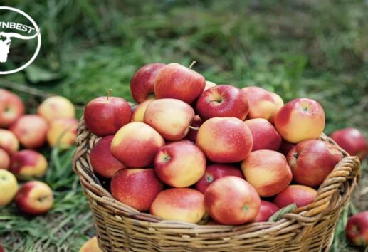 The Top 4 Places for Apple Picking Near Houston